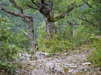 Sisteron - Collet / Marquise  Le Collet - Le sentier qui longe la crête