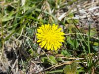 Printemps 2017  Piloselles