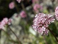 Printemps 2017  Fleurs d'ail 1/22