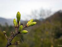 Printemps 2017  Sisteron - Plateau- du Collet - Erable bourgeonnant