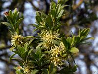 Printemps 2017  Sisteron - Plateau- du Collet - Buis en fleur. Le parfum est totalement suave