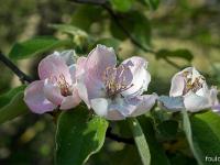 Printemps 2017  Fleurs de cognassier