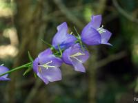 Printemps 2017  Campanule à fleur de pêcher - Plateau du Collet à Sisteron 1/2