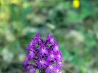 Printemps 2017  Orchis - Plateau du Collet à Sisteron
