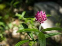Printemps 2017  Tréfle alpestre - Plateau du Collet à Sisteron