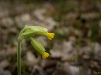 Printemps 2017  Sisteron - Citadelle Nord - Coucou
