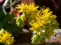 Printemps 2017  Dans une jardinière à Sisteron - Quartier de la Coste