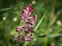 Printemps 2017  Sisteron - Plateau- du Collet - Fumeterre