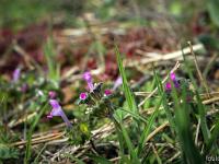 Printemps 2017  Sisteron - Plateau- du Collet - Toutes minuscules !