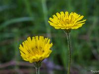 Printemps 2017  Sisteron - Citadelle Sud - Laiteron