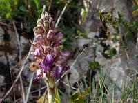 Printemps 2017  Sisteron - Plateau- du Collet - Orchis