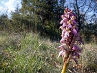 Printemps 2017  Orchis 2/5