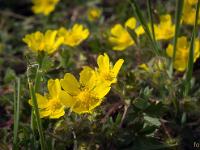Printemps 2017  Sisteron - Plateau- du Collet - Potentille