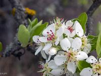 Printemps 2017  Fleurs de prunier sauvage 3/3