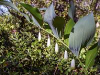 Printemps 2017  Sceau de Salomon - Famille des Asparagaceae
