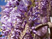 Printemps 2017  Glycine