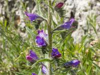 Printemps 2017  Vipérine commune 1/2 - Famille des Boraginaceae