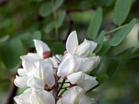 Printemps 2018  Fleur d'accacia 1/2