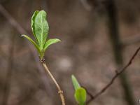 Printemps 2018  Eclosion 2/3