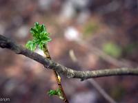 Printemps 2018  Eclosion 3/3