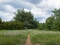 Printemps 2018  Le printemps au Collet. Tapis de coronilles bigarées
