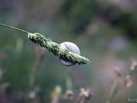 Printemps 2018  Petit escargot blanc sur une herbe