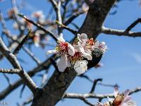 Printemps 2018  Fleurs d'amandier 1/2