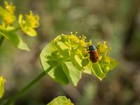 Printemps 2018  Insecte sur une euphorbe