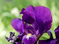 Printemps 2018  Iris d'Allemagne