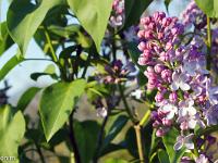 Printemps 2018  Lilas 1/2