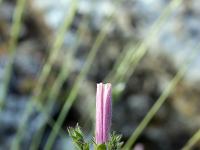 Printemps 2018  Liseron des Monts Cantabres 3/3