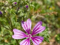 Printemps 2018  Mauve