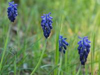 Printemps 2018  Muscari botryoides