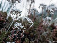 Printemps 2018  Orpin blanc 3/3
