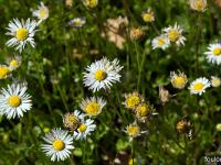 Printemps 2018  Paquerettes