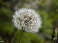 Printemps 2018  Pissenlit en graines