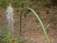 Printemps 2018  Plantain Intermédiaire 2/2