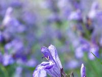 Printemps 2018  Sauge officinale 3/3