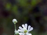Printemps 2018  Silène enflée 3/3