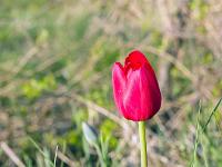 Printemps 2018  Tulipe