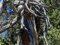 Queyras - Hautes Alpes  Arbre mort