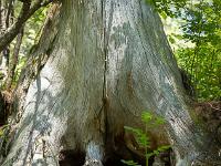 Lac de Roue  Tronc d'arbre mort ...