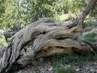 Lac de Souliers  Bois mort