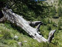 Lac Sainte Anne  Bois mort ...