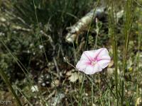 Rando chapelle St Donat - flore  Liseron de Provence (Fausse guimauve)