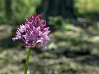Rando chapelle St Donat - flore  Orchis