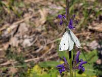 Rando chapelle St Donat - flore  Papillon sur une sauge