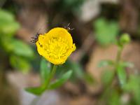 Rando -Gorges de la Méouge  Insectes sur un bouton d'or