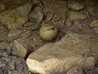 Rando -Gorges de la Méouge  Une coquille d'oeuf d'oiseau dans une faille de la roche.