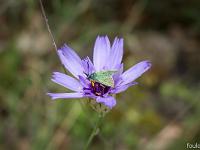 A l'Est de Saint Symphorien  Sur une catananche bleue 1/2